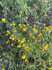 Bidens aristosa
