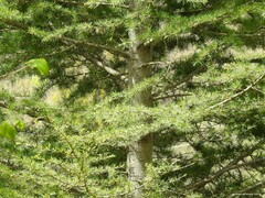 Cedrus atlantica