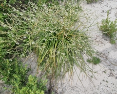 Trachyandra divaricata