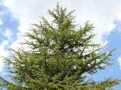 Cedrus atlantica