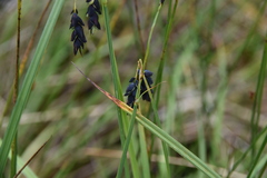 Carex pluriflora