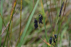 Carex pluriflora