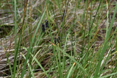 Carex pluriflora