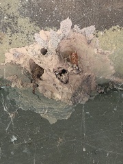 Sceliphron caementarium