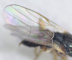 Elachiptera