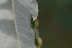 Thecabius populimonilis