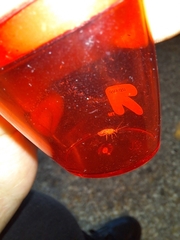 Coniopterygidae
