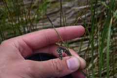 Carex pluriflora