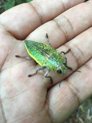 Psiloptera attenuata