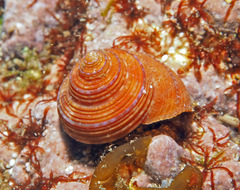 Calliostoma