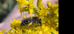 Colletes simulans armatus
