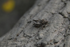 Paratettix mexicanus