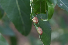 Thecabius populimonilis