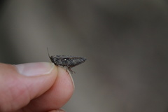 Paratettix mexicanus