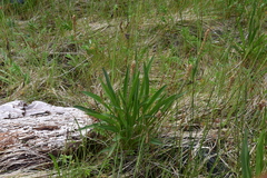 Plantago macrocarpa