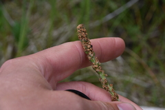 Plantago macrocarpa