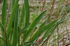 Plantago macrocarpa
