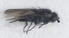 Limosininae