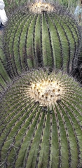 Echinocactus platyacanthus