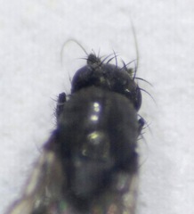 Limosininae