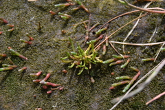 Lilaeopsis occidentalis