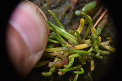 Lilaeopsis occidentalis