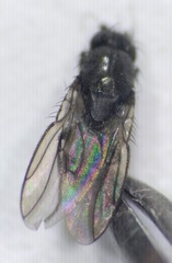 Limosininae