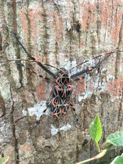 Acrocinus longimanus