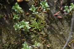 Lilaeopsis occidentalis