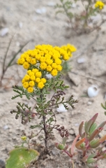 Oncosiphon suffruticosus