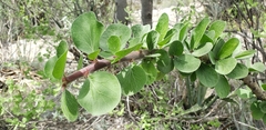 Jatropha neopauciflora
