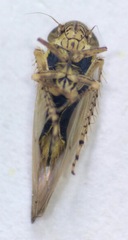 Macrosteles