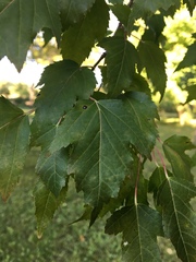 Acer ginnala
