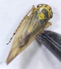 Macrosteles