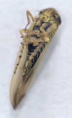 Macrosteles