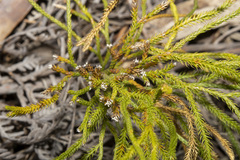 Lycopodium deuterodensum
