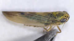 Macrosteles