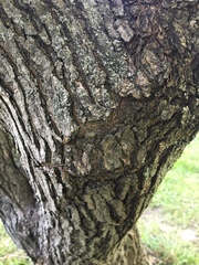 Acer ginnala