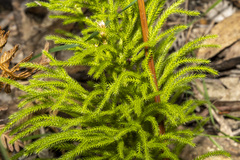 Lycopodium deuterodensum