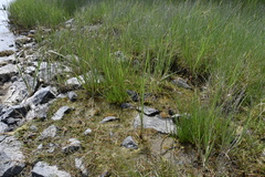 Lilaeopsis occidentalis