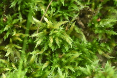 Climacium dendroides