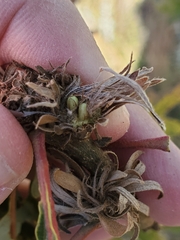 Andricus quercusfrondosus