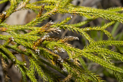 Lycopodium deuterodensum