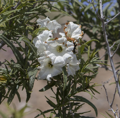 Cordia decandra