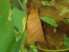 Pyreferra hesperidago