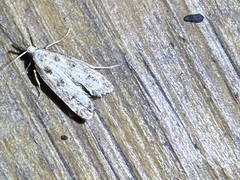Dichomeris inversella