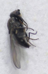 Oscinellinae