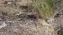 Acanthodactylus erythrurus