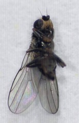 Oscinellinae