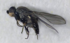 Oscinellinae